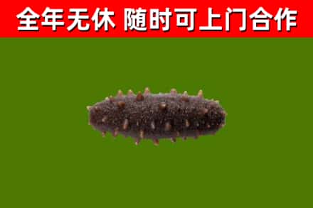 秦皇岛回收海参干